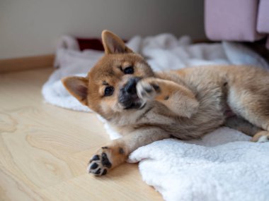 Şirin Shiba Inu 'nun portresi. Küçük köpek yavrusu. Yaklaş. Dogecoin. Kızıl saçlı Japon köpek gülümseme portresi. Aydınlatıcı renk, kripto para, elektronik para. Yüksek kalite fotoğraf