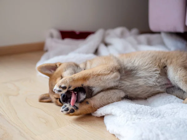 Portrait Des Niedlichen Shiba Inu Kleiner Hund Welpe Nahaufnahme Dogecoin — Stockfoto