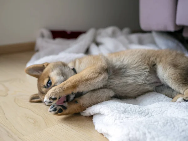 Porträtt Söt Shiba Inu Liten Hund Valp Närbild Hundkoja Rödhåriga — Stockfoto