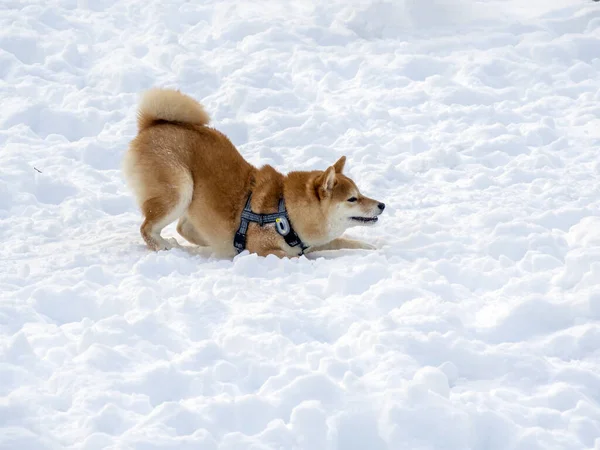 Japanese Red Coat Dog Winter Forest Portrait Beautiful Shiba Inu — Stock Photo, Image
