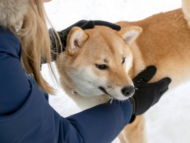 Japanese red coat dog is in winter forest. Portrait of beautiful Shiba inu male standing in the forest on the snow and trees background. High quality photo. Walk in winter