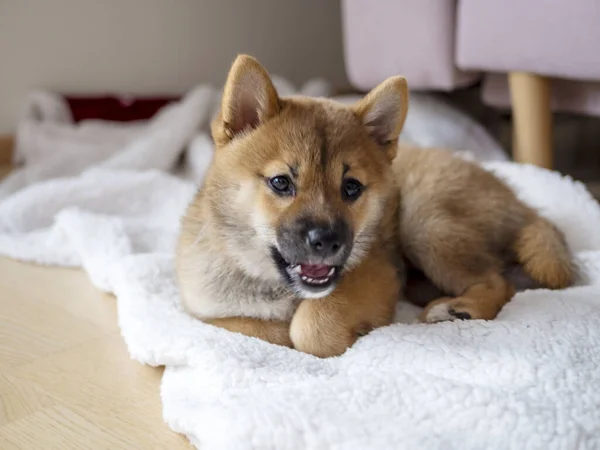 귀여운 초상화 강아지 Dogecoin 일본의 유화시키는 암호화 고품질 — 스톡 사진