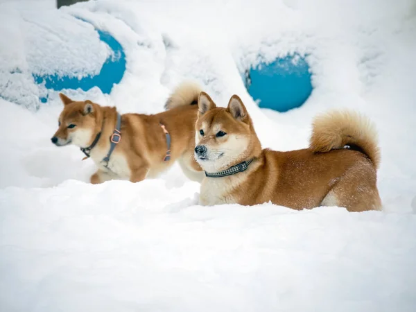 Japon Kırmızı Ceketli Köpeği Kış Ormanındadır Güzel Shiba Inu Erkeğinin — Stok fotoğraf
