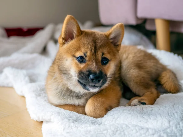 귀여운 초상화 강아지 Dogecoin 일본의 유화시키는 암호화 고품질 — 스톡 사진