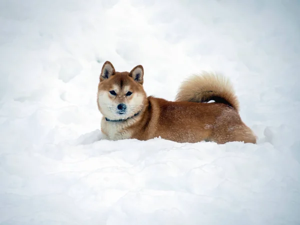 日本の赤いコート犬は冬の森にいます 雪と木の背景に森の中に立つ美しい柴犬の男性の肖像画 高品質の写真 冬の散歩 — ストック写真