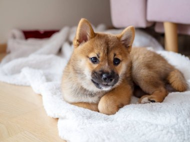 Şirin Shiba Inu 'nun portresi. Küçük köpek yavrusu. Yaklaş. Dogecoin. Kızıl saçlı Japon köpek gülümseme portresi. Aydınlatıcı renk, kripto para, elektronik para. Kartpostal için yüksek kaliteli fotoğraf