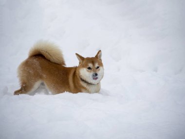 Japon kırmızı ceketli köpeği kış ormanındadır. Güzel Shiba inu erkeğinin portresi. Ormanda karların ve ağaçların arkasında duruyor. Yüksek kalite fotoğraf. Kışın yürü