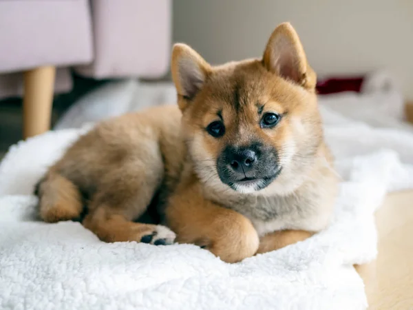 Retrato Lindo Perro Pequeño Shiba Inu Cachorro Primer Plano Dogecoin Imagen De Stock