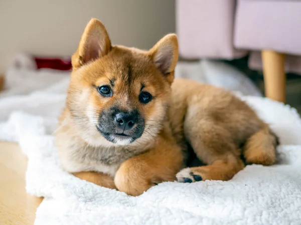 Retrato Lindo Perro Pequeño Shiba Inu Cachorro Primer Plano Dogecoin —  Fotos de Stock