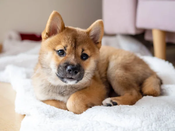 Portrait Cute Shiba Inu Small Dog Puppy Close Dogecoin Red — Stock Photo, Image