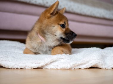 Şirin Shiba Inu 'nun portresi. Küçük köpek yavrusu. Yaklaş. Dogecoin. Kızıl saçlı Japon köpek gülümseme portresi. Aydınlatıcı renk, kripto para, elektronik para. Yüksek kalite fotoğraf