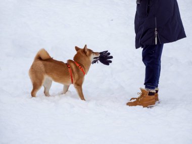 Japon kırmızı ceketli köpeği kış ormanındadır. Güzel Shiba inu erkeğinin portresi. Ormanda karların ve ağaçların arkasında duruyor. Yüksek kalite fotoğraf. Kışın yürü