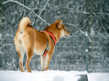 Japon kırmızı ceketli köpeği kış ormanındadır. Güzel Shiba inu erkeğinin portresi. Ormanda karların ve ağaçların arkasında duruyor. Yüksek kalite fotoğraf. Kışın yürü