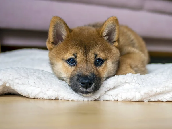 Portrét Roztomilé Shiba Inu Malý Pes Štěně Zblízka Dogecoin Červenovlasý — Stock fotografie