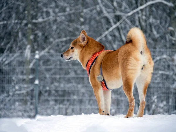 日本の赤いコート犬は冬の森にいます 雪と木の背景に森の中に立つ美しい柴犬の男性の肖像画 高品質の写真 冬の散歩 — ストック写真