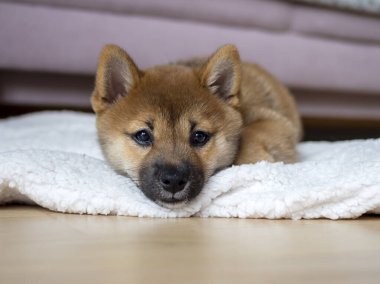 Şirin Shiba Inu 'nun portresi. Küçük köpek yavrusu. Yaklaş. Dogecoin. Kızıl saçlı Japon köpek gülümseme portresi. Aydınlatıcı renk, kripto para, elektronik para. Yüksek kalite fotoğraf
