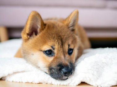 Şirin Shiba Inu 'nun portresi. Küçük köpek yavrusu. Yaklaş. Dogecoin. Kızıl saçlı Japon köpek gülümseme portresi. Aydınlatıcı renk, kripto para, elektronik para. Yüksek kalite fotoğraf