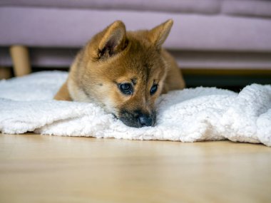 Şirin Shiba Inu 'nun portresi. Küçük köpek yavrusu. Yaklaş. Dogecoin. Kızıl saçlı Japon köpek gülümseme portresi. Aydınlatıcı renk, kripto para, elektronik para. Yüksek kalite fotoğraf