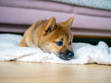 Şirin Shiba Inu 'nun portresi. Küçük köpek yavrusu. Yaklaş. Dogecoin. Kızıl saçlı Japon köpek gülümseme portresi. Aydınlatıcı renk, kripto para, elektronik para. Kartpostal için yüksek kaliteli fotoğraf