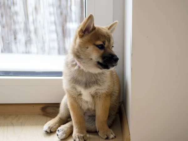 Şirin Shiba Inu Nun Portresi Küçük Köpek Yavrusu Yaklaş Dogecoin — Stok fotoğraf