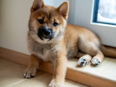 Şirin Shiba Inu 'nun portresi. Küçük köpek yavrusu. Yaklaş. Dogecoin. Kızıl saçlı Japon köpek gülümseme portresi. Aydınlatıcı renk, kripto para, elektronik para. Yüksek kalite fotoğraf