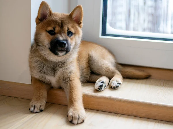 Portret Van Een Schattig Shiba Inu Hondje Puppy Close Dogecoin — Stockfoto