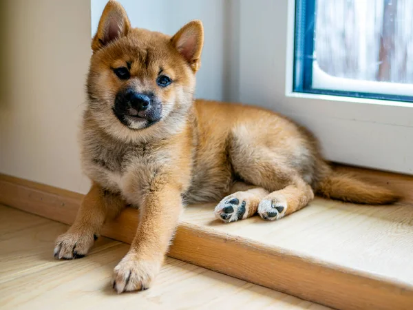 Portrett Shiba Inu Søt Liten Hund Dogecoin Japansk Portrett Hundesmilet – stockfoto