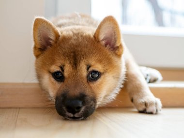 Şirin Shiba Inu 'nun portresi. Küçük köpek yavrusu. Yaklaş. Dogecoin. Kızıl saçlı Japon köpek gülümseme portresi. Aydınlatıcı renk, kripto para, elektronik para. Kartpostal için yüksek kaliteli fotoğraf