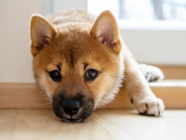 Şirin Shiba Inu 'nun portresi. Küçük köpek yavrusu. Yaklaş. Dogecoin. Kızıl saçlı Japon köpek gülümseme portresi. Aydınlatıcı renk, kripto para, elektronik para. Kartpostal için yüksek kaliteli fotoğraf