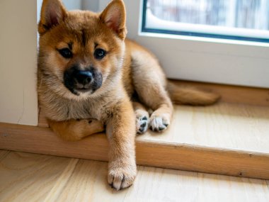 Şirin Shiba Inu 'nun portresi. Küçük köpek yavrusu. Yaklaş. Dogecoin. Kızıl saçlı Japon köpek gülümseme portresi. Aydınlatıcı renk, kripto para, elektronik para. Yüksek kalite fotoğraf