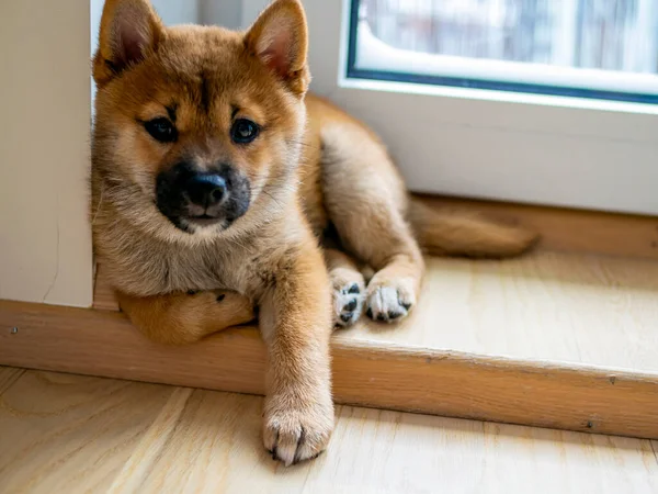 Retrato Bonito Shiba Inu Cão Pequeno Filhote Cachorro Close Dogecoin — Fotografia de Stock