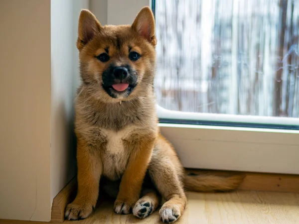 かわいい芝犬 クローズアップの肖像画 ドージコイン 赤い毛の犬の笑顔の肖像画 暗号通貨 電子マネーを照らす 高品質の写真 — ストック写真