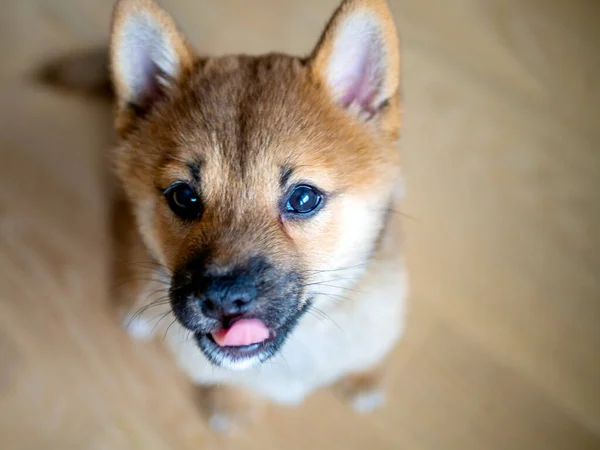 Selektivt Fokus Porträtt Söt Shiba Inu Liten Hund Valp Närbild — Stockfoto