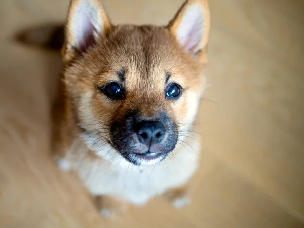 Enfoque Selectivo Retrato Lindo Perro Pequeño Shiba Inu Cachorro Primer —  Fotos de Stock