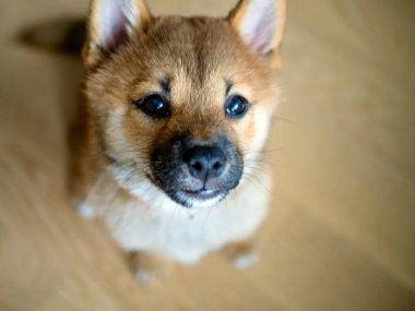 Seçici odaklanma. Şirin Shiba Inu 'nun portresi. Küçük köpek yavrusu. Yaklaş. Dogecoin. Kızıl saçlı Japon köpek gülümseme portresi. Aydınlatıcı renk, kripto para, elektronik para. Kartpostal için fotoğraf