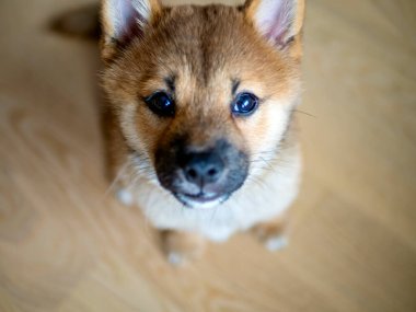 Seçici odaklanma. Şirin Shiba Inu 'nun portresi. Küçük köpek yavrusu. Yaklaş. Dogecoin. Kızıl saçlı Japon köpek gülümseme portresi. Aydınlatıcı renk, kripto para, elektronik para. Kartpostal için fotoğraf