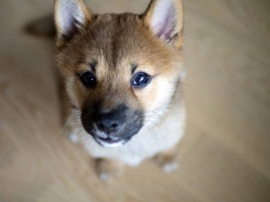 Seçici odaklanma. Şirin Shiba Inu 'nun portresi. Küçük köpek yavrusu. Yaklaş. Dogecoin. Kızıl saçlı Japon köpek gülümseme portresi. Aydınlatıcı renk, kripto para, elektronik para. Kartpostal için fotoğraf