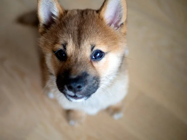 Seçici Odaklanma Şirin Shiba Inu Nun Portresi Küçük Köpek Yavrusu — Stok fotoğraf