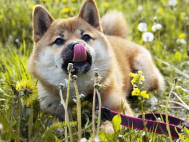 Yeşil çimenlikteki güzel ve mutlu kırmızı shiba inu köpeğinin yakın plan portresi, küçük köpek. Dogecoin. Gülümseyen kızıl saçlı Japon köpeği. Arka planda karahindibalar, papatyalar. Yüksek kalite fotoğraf. 
