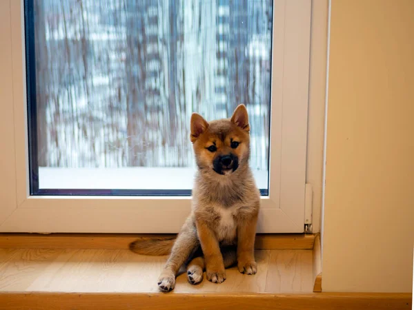 Retrato Bonito Shiba Inu Cão Pequeno Filhote Cachorro Close Dogecoin — Fotografia de Stock