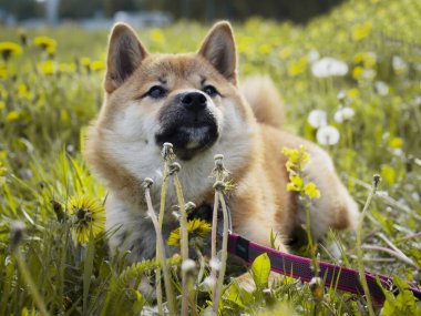 Yeşil çimenlikteki güzel ve mutlu kırmızı shiba inu köpeğinin yakın plan portresi, küçük köpek. Dogecoin. Gülümseyen kızıl saçlı Japon köpeği. Arka planda karahindibalar, papatyalar. Yüksek kalite fotoğraf. 