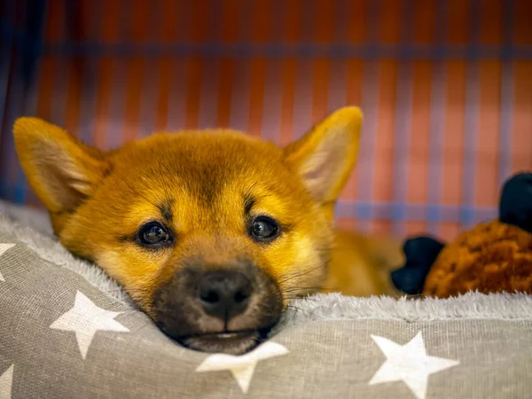 Selective Focus Portrait Cute Shiba Inu Small Dog Puppy Close — Stock Photo, Image
