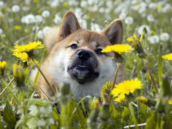 特写的美丽而快乐的红色雪白小狗狗在绿草中 狗科动物 红头发的日本狗笑着 蒲公英 背景上的雏菊 高质量的照片 — 图库照片