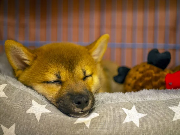 Şirin Shiba Inu Nun Portresi Küçük Köpek Yavrusu Yaklaş Dogecoin — Stok fotoğraf