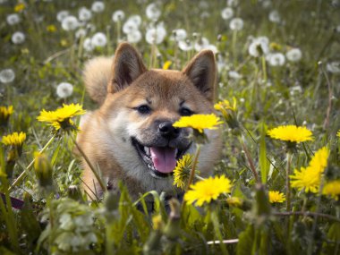 Yeşil çimenlikteki güzel ve mutlu kırmızı shiba inu köpeğinin yakın plan portresi, küçük köpek. Dogecoin. Gülümseyen kızıl saçlı Japon köpeği. Arka planda karahindibalar, papatyalar. Yüksek kalite fotoğraf. 
