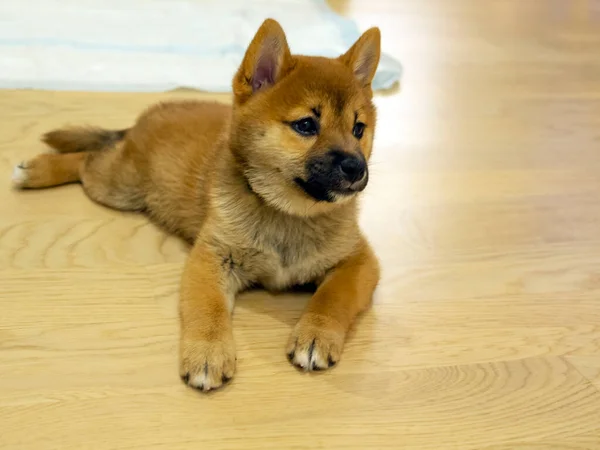 Portré Aranyos Shiba Inu Kis Kutya Kiskutya Közelről Kutyakabin Vörös — Stock Fotó