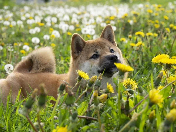 クローズアップ緑の芝生の中で美しく幸せな赤い柴犬の子犬の肖像画 小さな犬 ドージコイン 笑顔で赤い毛の日本犬 タンポポ 背景のデイジー 高品質の写真 — ストック写真