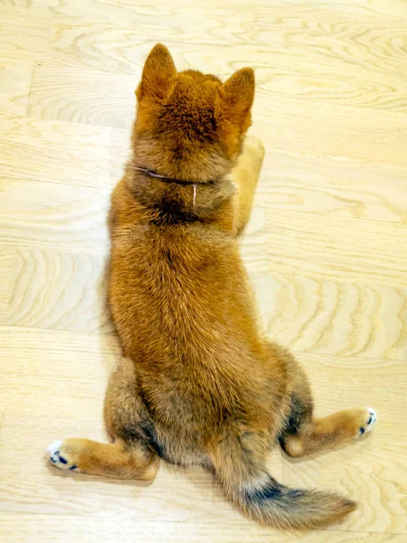 Ritratto Simpatico Cagnolino Shiba Inu Cucciolo Primo Piano Dogecoin Ritratto — Foto Stock