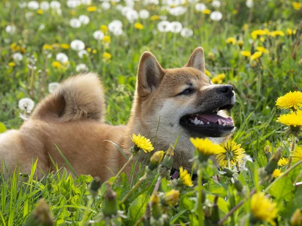 特写的美丽而快乐的红色雪白小狗狗在绿草中 狗科动物 红头发的日本狗笑着 蒲公英 背景上的雏菊 高质量的照片 — 图库照片