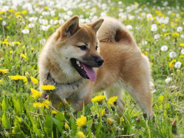 Yeşil çimenlikteki güzel ve mutlu kırmızı shiba inu köpeğinin yakın plan portresi, küçük köpek. Dogecoin. Gülümseyen kızıl saçlı Japon köpeği. Arka planda karahindibalar, papatyalar. Yüksek kalite fotoğraf. 